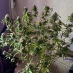 special-tangie-auto-fem-Semyanich.jpeg
