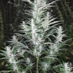 totally-alpha-og-auto-fem-alphafem-seeds.jpg