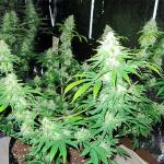 10th-planet-r1-fem-ethos-genetics.jpg
