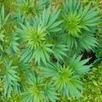 ak-47-serious-seeds.jpg