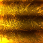 auto-ak-bulk-seed-bank.jpg