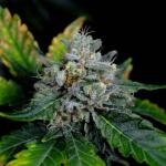 booberry-cookies-rbx-fem-ethos-genetics.jpg