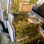 gelato-auto-fem-Semyanich.jpg