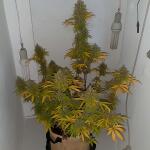 gorilla-auto-gorilla-glue-auto-fem-fastbuds.jpg
