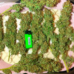 grandaddy-purple-fem-blimburn-seeds.jpg