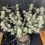 ztrawberriez-auto-fem-fastbuds.jpg