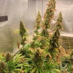californian-snow-auto-fem-fastbuds.jpg