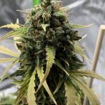dossidos-cookies-autoflower-fem-easy-grow-seeds.jpg