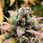 gorilla-zkittlez-fem-Semyanich.jpg