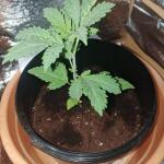 grandmommy-purple-fem-herbies-seeds.jpg