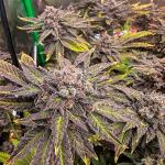 mellowz-fem-compound-genetics.jpg