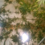 snow-white-nirvana-seeds.JPG