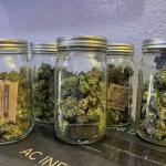 watermelon-zkittlez-fem-barneys-farm.jpg