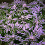 amherst-sour-diesel-fem-humboldt-seeds.jpg