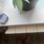 auto-ak-ak-47-auto-fem-Semyanich.jpeg