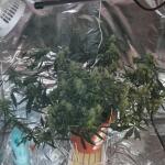 blue-dream-autoflower-fem-seedkeepers.jpg