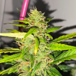 gorilla-auto-fem-Semyanich.jpg