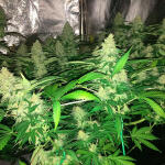 grandaddy-purple-fem-blimburn-seeds.jpg