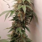 keepers-og-autoflower-fem-seedkeepers.jpg