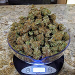 notorious-thc-fem-humboldt-seed-company.jpg