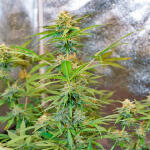 runtz-auto-fem-barneys-farm.jpg