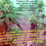 somango-fem-bulk-seed-bank.jpg