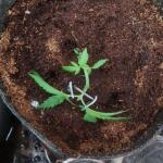 apple-betty-fem-herbies-seeds.jpg