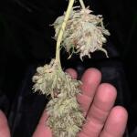 dossidos-cookies-autoflower-fem-easy-grow-seeds.jpg