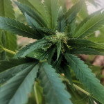 fresh-candy-fem-pyramid-seeds.jpg