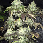gorilla-zkittlez-fem-barneys-farm.jpg