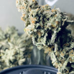 papaya-zoap-f1-fast-version-fem-sweet-seeds.jpg