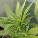 ultimate-bubba-auto-fem-Semyanich.jpg