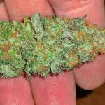 white-wedding-rbx-fem-ethos-genetics.jpg