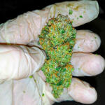 alpha-21-fem-alphafem-seeds.jpg