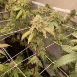 booberry-cookies-rbx-fem-ethos-genetics.jpg