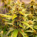 forbidden-runtz-auto-fem-fastbuds.jpg
