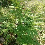 gagarin-haze-dutch-passion.jpg