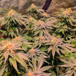 green-crack-20-fem-humboldt-seed-organization.jpg