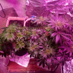 ice-female-seeds.jpg