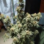 miracle-alien-cookies-mac-fem-7ch-american.jpg