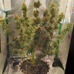 miracle-alien-cookies-mac-fem-7ch-american.jpg