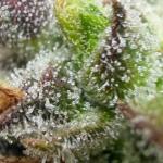 moonshine-cookies-auto-fem-7ch-american.jpeg