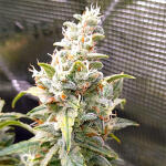 thin-mint-x-sour-pinot-auto-barneys-farm.jpg