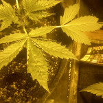 wedding-glue-auto-fem-fastbuds.jpg