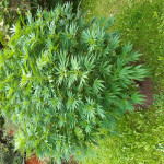 ak-47-serious-seeds.jpg