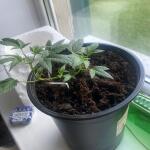 auto-ak-ak-47-auto-fem-Semyanich.jpg