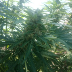 auto-northern-light-fem-victory-seeds.jpg