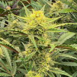 gelato-auto-fem-fastbuds.jpg