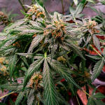 grandmommy-purple-auto-fem-herbies-seeds.jpg