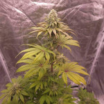 humboldt-pound-cake-fem-humboldt-seed-company.jpg